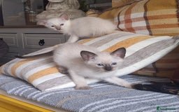 Siamese cats for sale: Beautiful Lilac and chocolate point Siamese  - Image 4