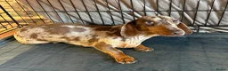Miniature Dachshund dogs for sale: Miniature dachshund for sale  - Advert 1