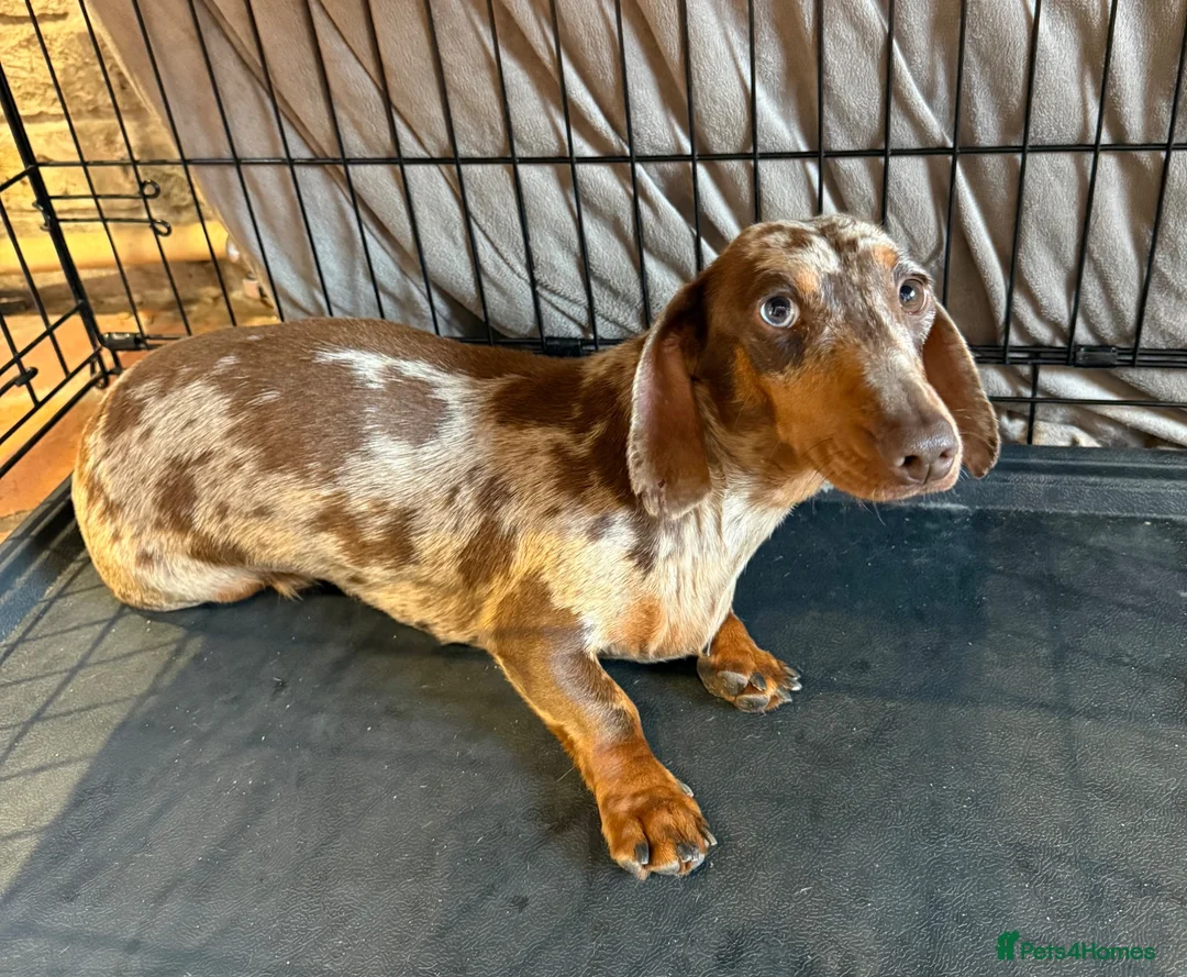 Miniature Dachshund dogs for sale: Miniature dachshund for sale  - Advert 1