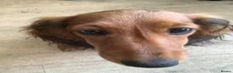 Miniature Dachshund dogs for sale: Kc reg long hair mini dachshunds dna parents  - Advert 3