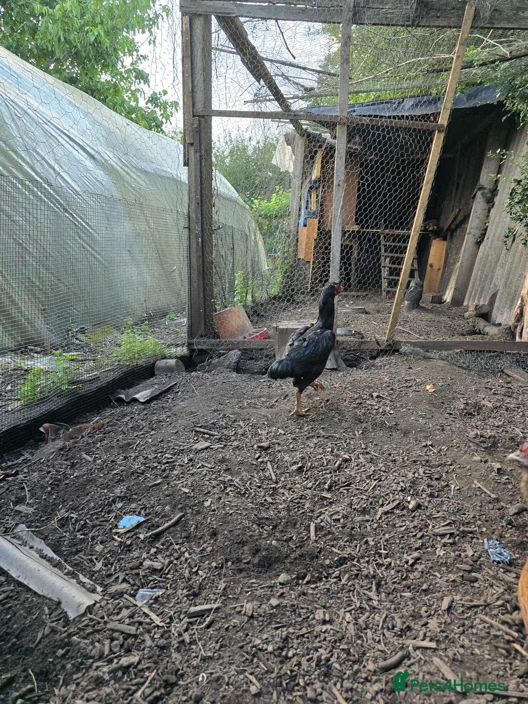 Softbills birds for sale: Shamo chicken - Image 1