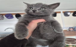 Mixed Breed cats for sale: Blue and black kittens - Image 3