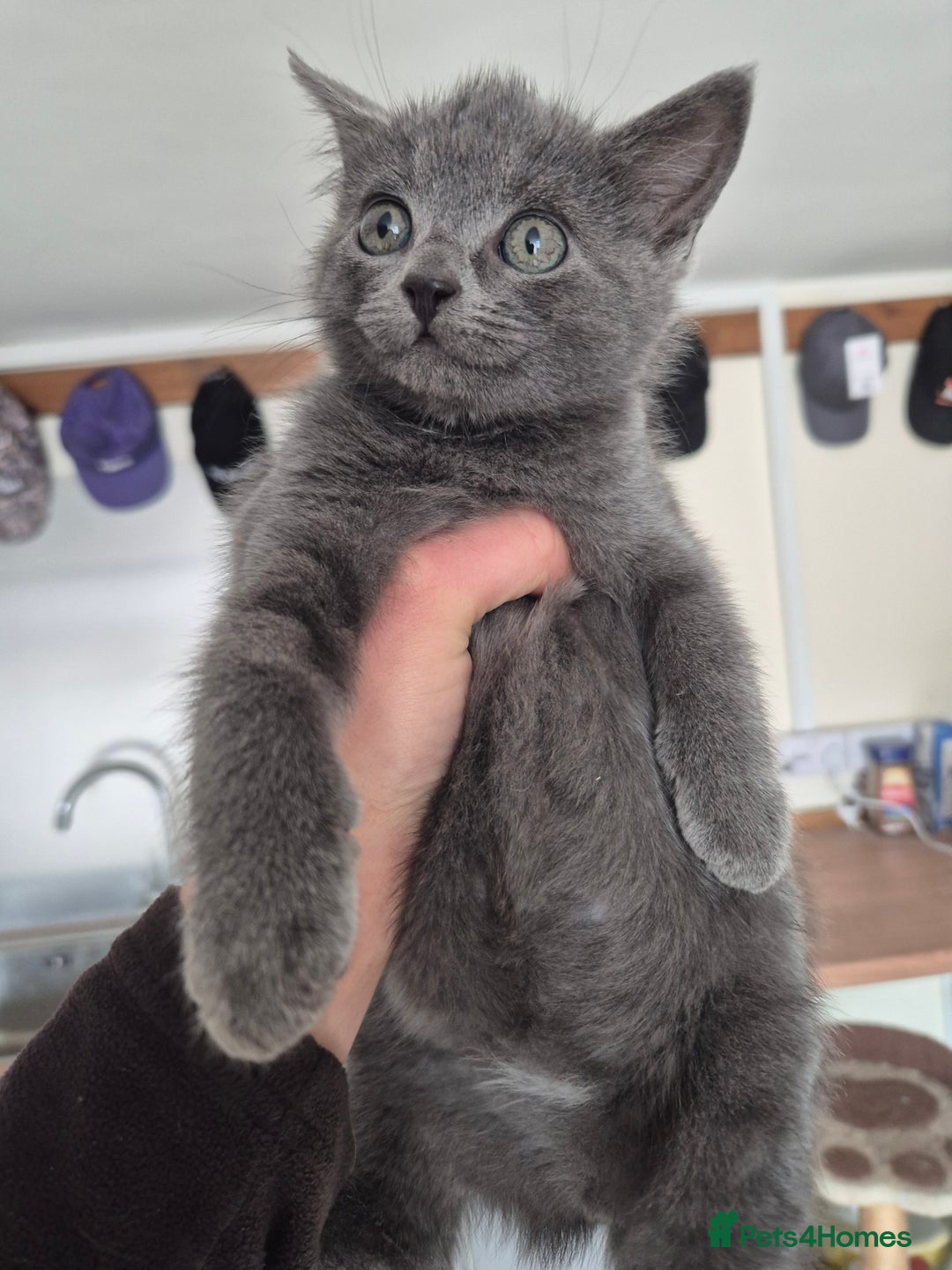 Mixed Breed cats for sale: Blue and black kittens - Image 3