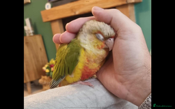 Conures birds for sale: Green cheek pineapple conure - Image 1