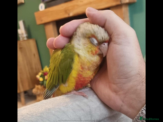 Conures birds for sale - Advert 1