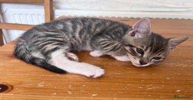 Mixed Breed cats - Advert 2