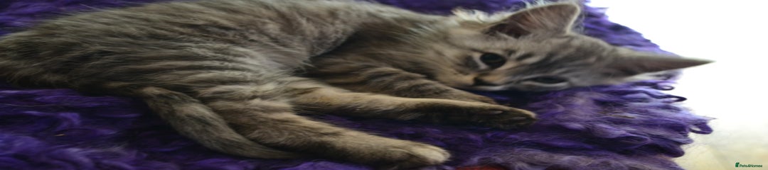 Maine Coon Kitten 3