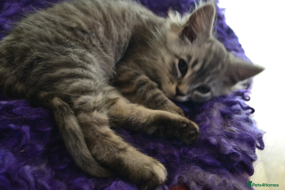 Maine Coon cats for sale: Maine coon Kittens in Oswestry - Image 11
