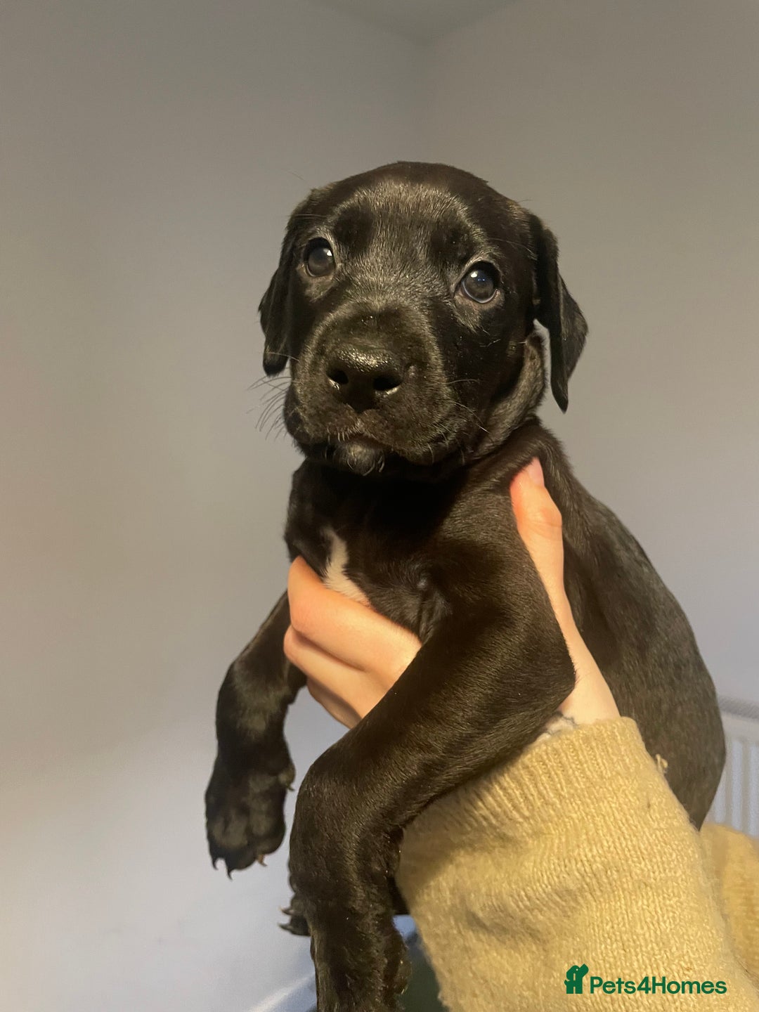 Mixed Breed dogs for sale: Doberman pups  - Advert 9