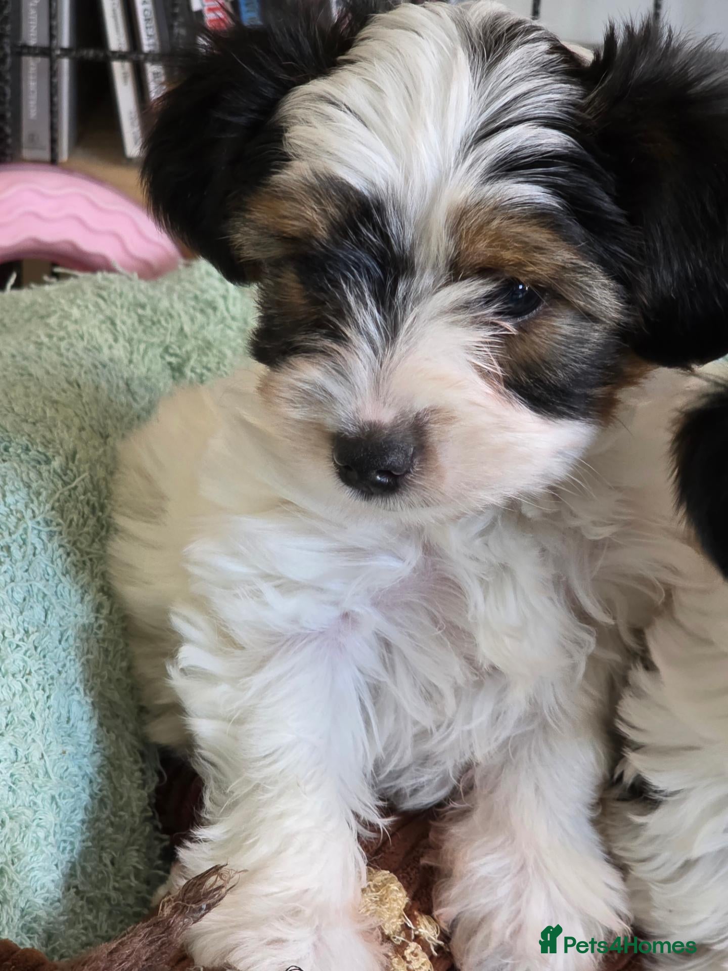 Biewer Terrier dogs Pure bred Biewer Terrier  - Advert 4