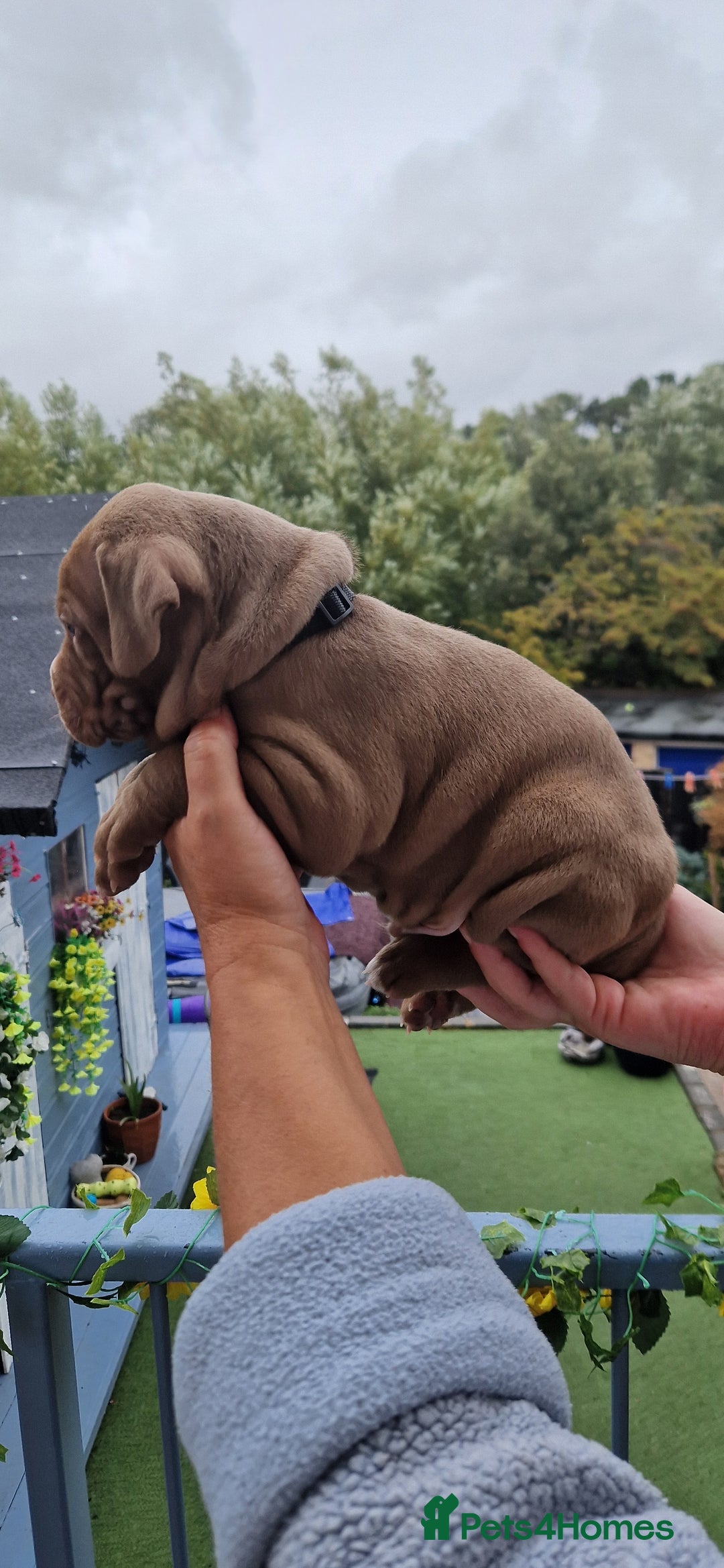 Mixed Breed dogs for sale: cane corso x mastiff pups for sale - Image 9