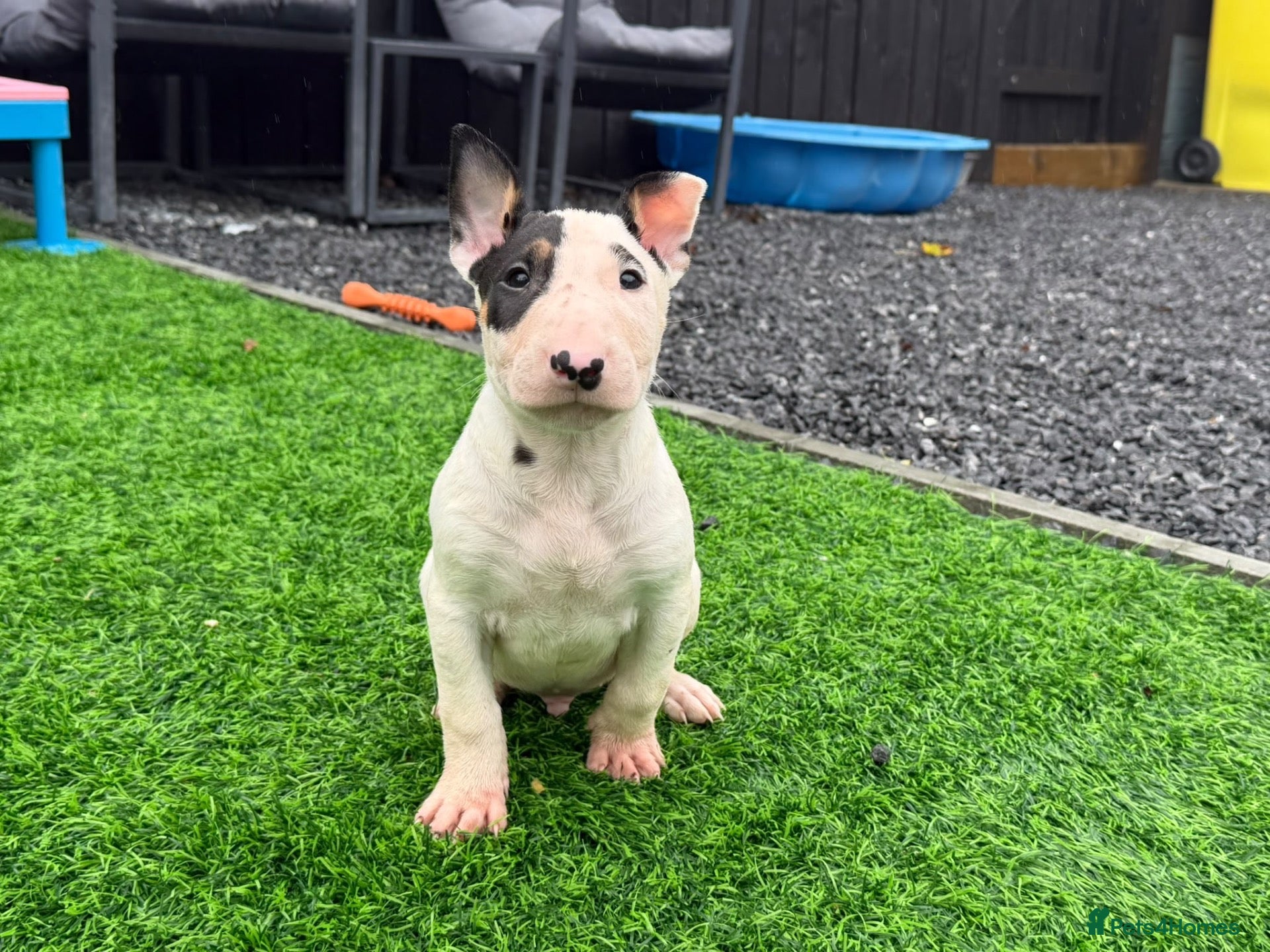 English Bull Terrier dogs Stunning English bull terrier puppies for sale  - Advert 9