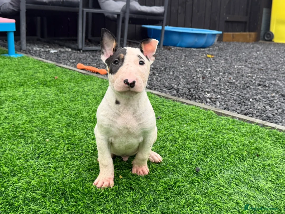 English Bull Terrier dogs for sale: Stunning English bull terrier puppies for sale  - Advert 1