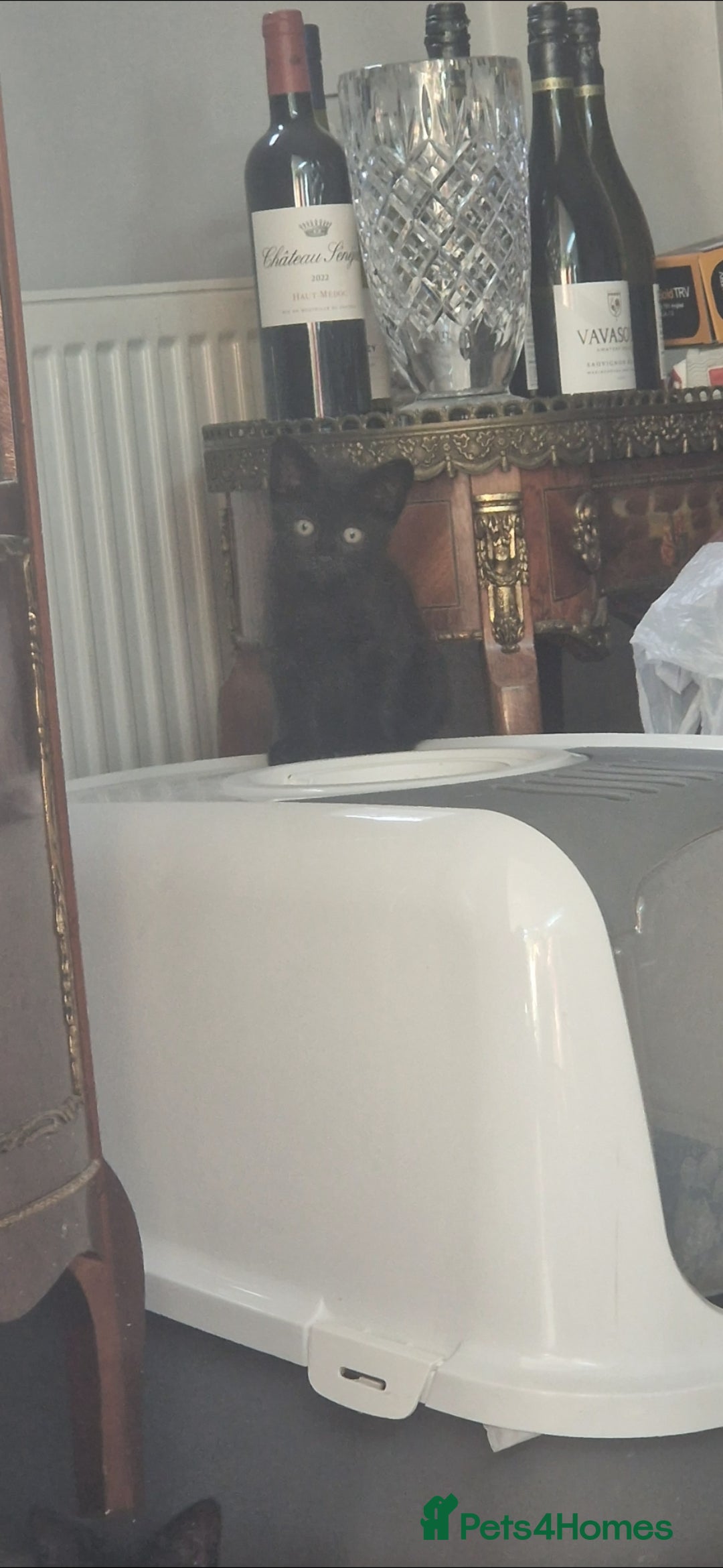 Siamese cats for sale: 10 week old kittens  - Image 5