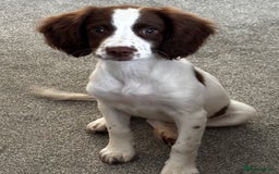 English Springer Spaniel dogs for sale: 6 month old springer spaniel  - Advert 2