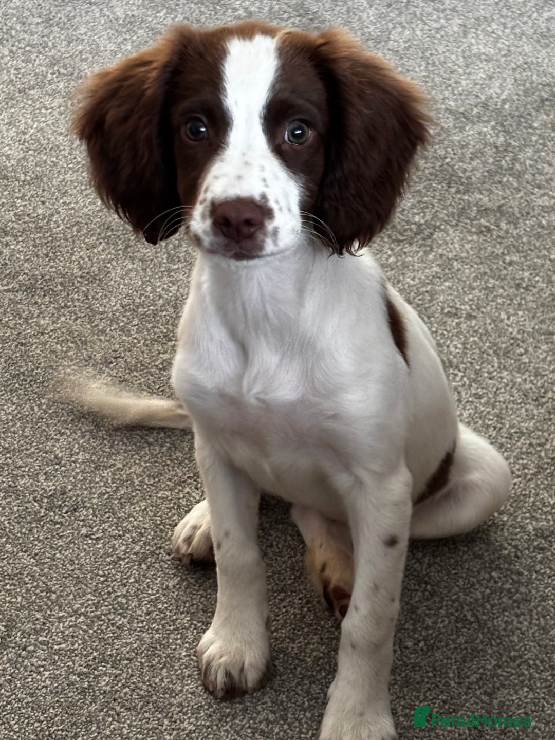 English Springer Spaniel dogs for sale: 6 month old springer spaniel  - Advert 2