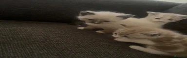 Ragdoll 5