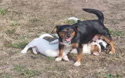 Jack Russell dogs for sale: Puppies  - Image 1