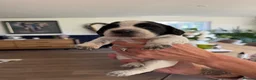 Sprocker dogs for sale: Working sproker spaniel pups  - Advert 4