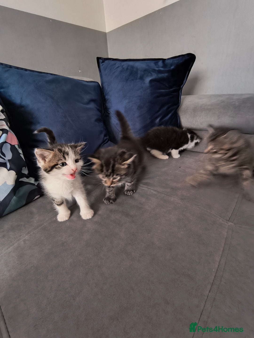 Mixed Breed cats for sale: Beautiful kittens  - Advert 8