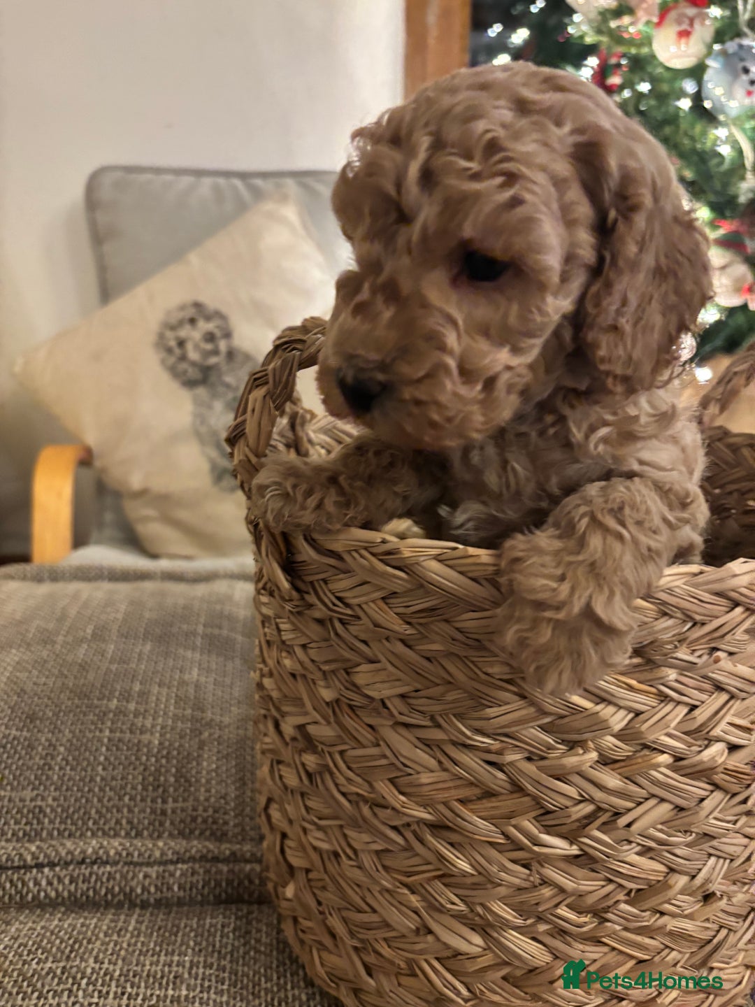Sproodle dogs for sale: Gorgeous Sproodle F1b puppies - Advert 2