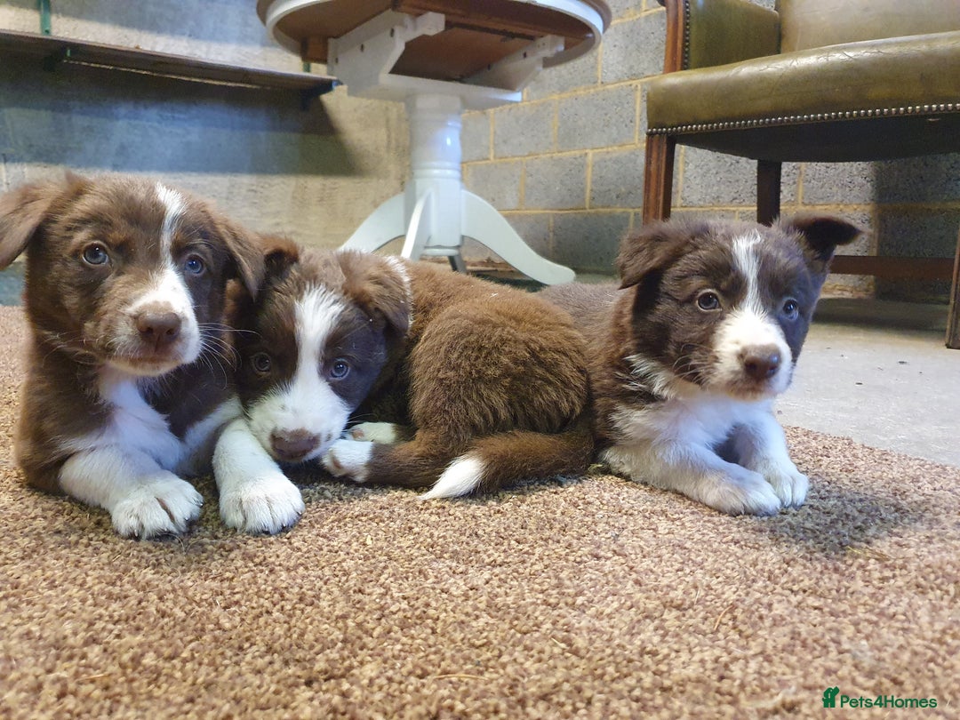 Border Collie dogs for sale: Beautiful farmhome bred Red and white Collies - Image 6