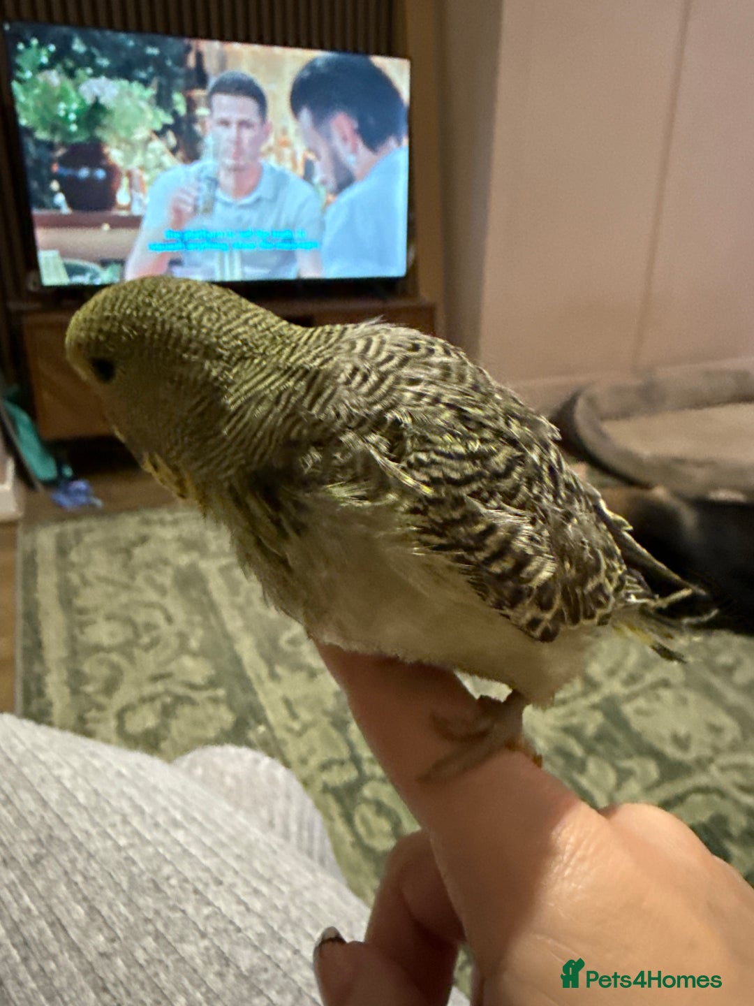 Budgerigars birds for sale: Hand reared Budgies’s  - Image 4