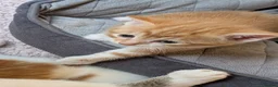 British Shorthair cats for sale: Beautiful happy and playful kittens  in Cwmbran - Advert 7