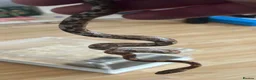 Corn Snake reptiles for sale: pair corn snakes orange male albino female in Middlesbrough - Advert 3
