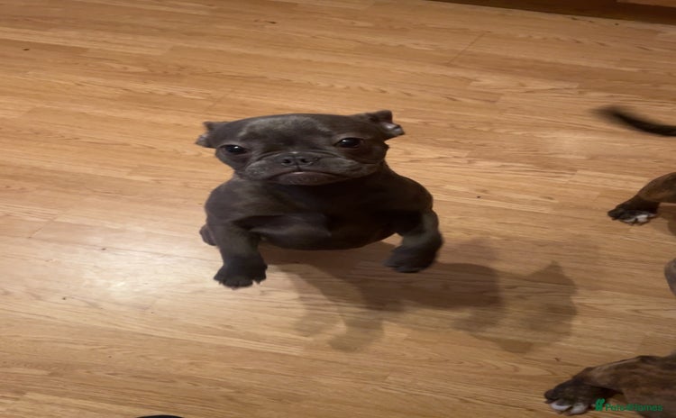 French Bulldog dogs - Advert 1