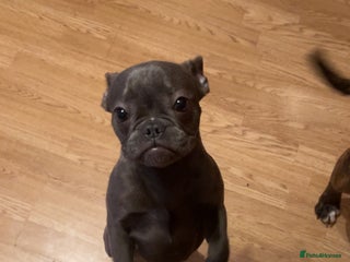 French Bulldog dogs - Advert 15