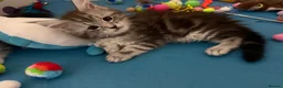 Maine Coon cats for sale: Last Beautiful Maine Coon Kitten Ready Now 🐾 - Advert 29
