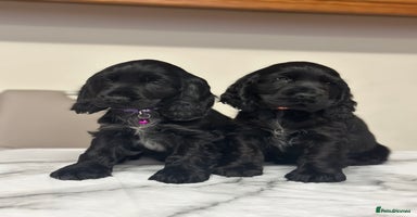 Cocker Spaniel dogs - Advert 2