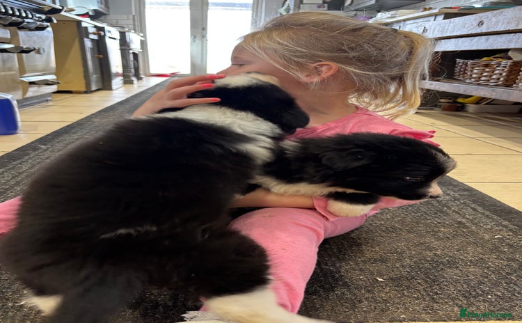 Border Collie dogs - Advert 1