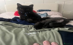Mixed Breed cats for sale: 2 Black Fluffy Kittens (15wk old brothers) - Image 23