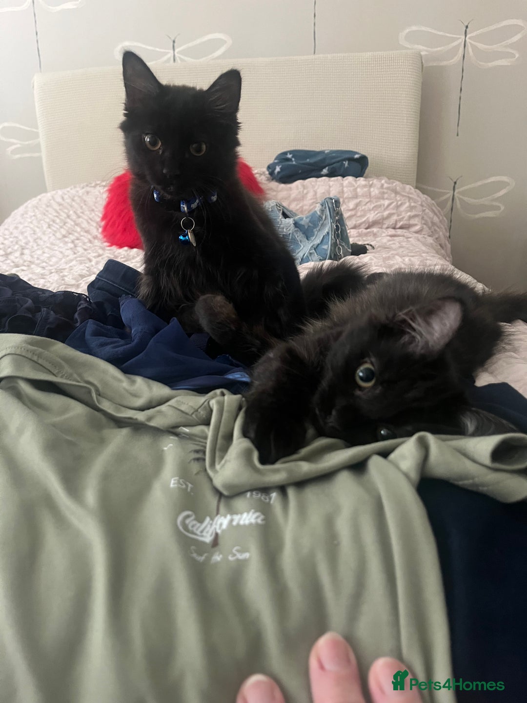 Mixed Breed cats for sale: 2 Black Fluffy Kittens (15wk old brothers) - Image 23