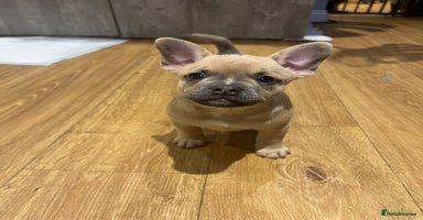 Mixed Breed dogs - Advert 16