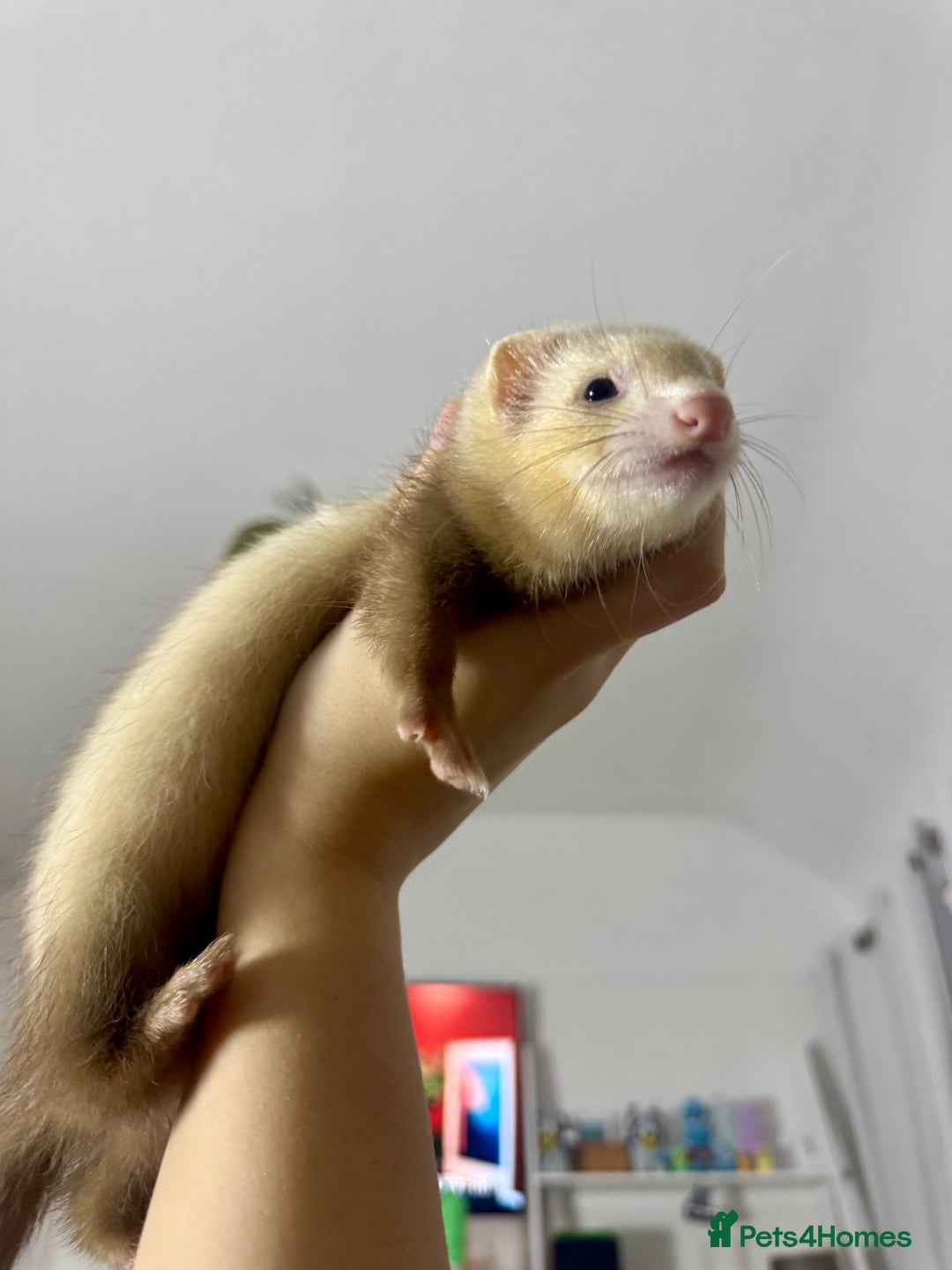Ferret rodents for sale: 3 little ferrets for rehome!  - Advert 4