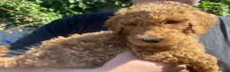 Standard Poodle dogs for sale: Standard Poodle puppies - Advert 19
