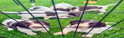 English Springer Spaniel dogs for sale: Pedigree springer spaniel Puppies - Advert 12