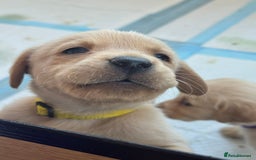 Goldador dogs for sale: Beautiful goldador puppies  - Image 5