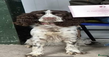 English Springer Spaniel dogs - Advert 10