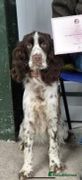 English Springer Spaniel dogs - Advert 16
