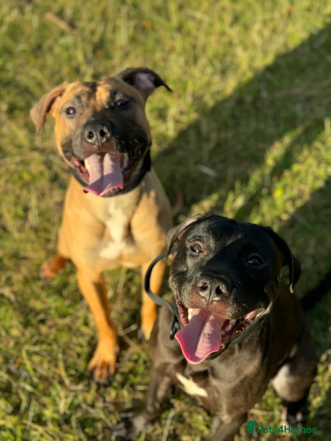 American Bull Staffy dogs for stud: Creed x karma  - Advert 6