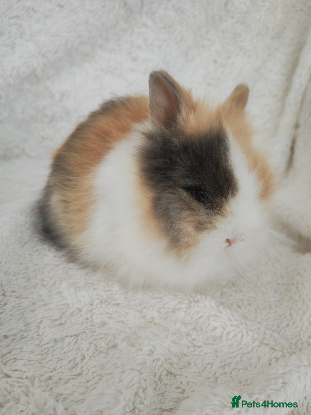 Lionhead rabbits for sale: Double mane lionhead rabbits - Image 2