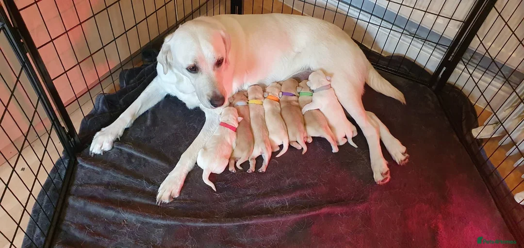 Labrador Retriever dogs for stud: Fox red Labrador ,stud duties (PROVEN) in Hengoed - Advert 8