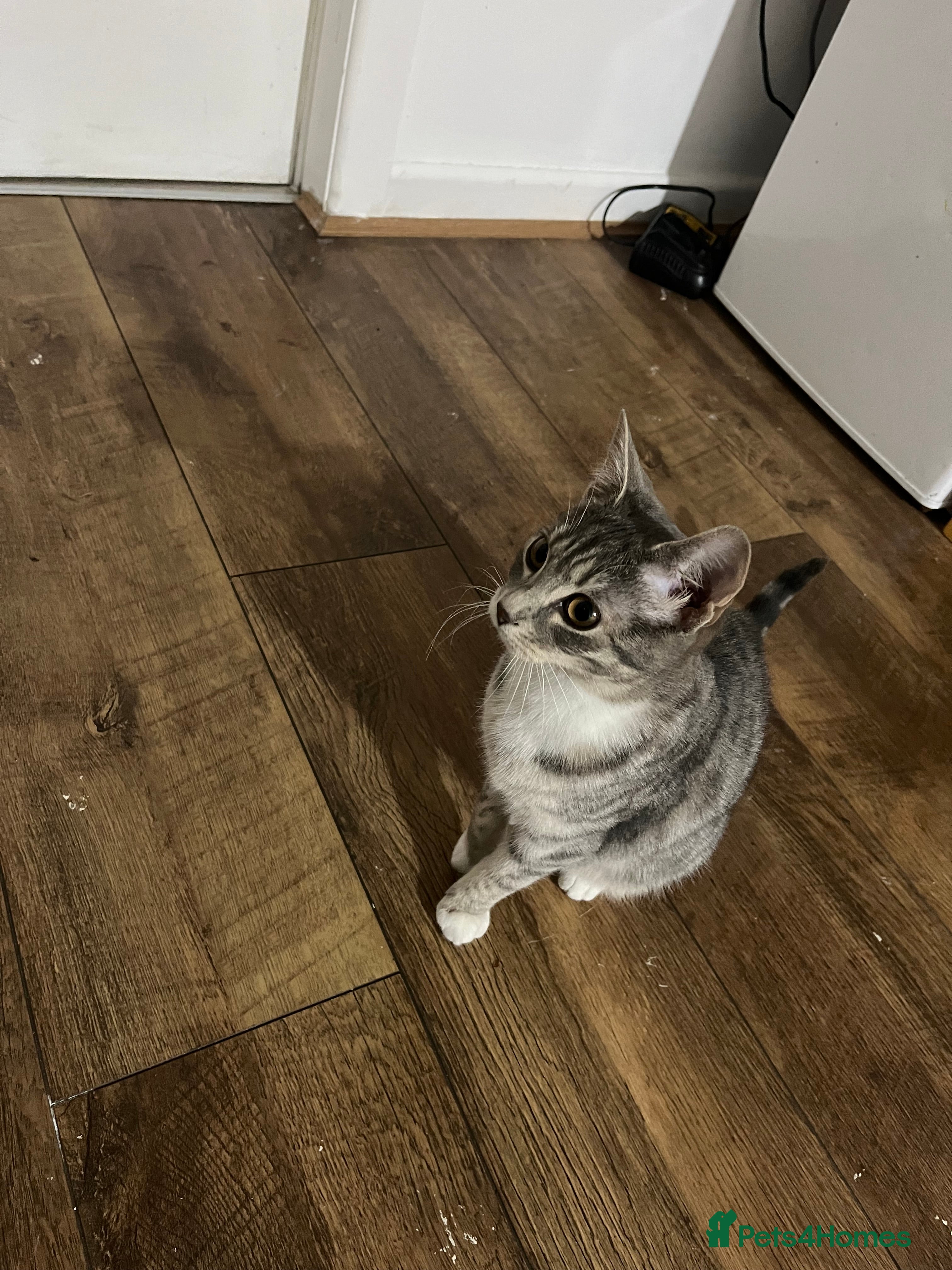 Mixed Breed cats Female 6 month old cat/kitten grey and white  - Advert 1