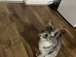 Mixed Breed cats Female 6 month old cat/kitten grey and white - Advert 1