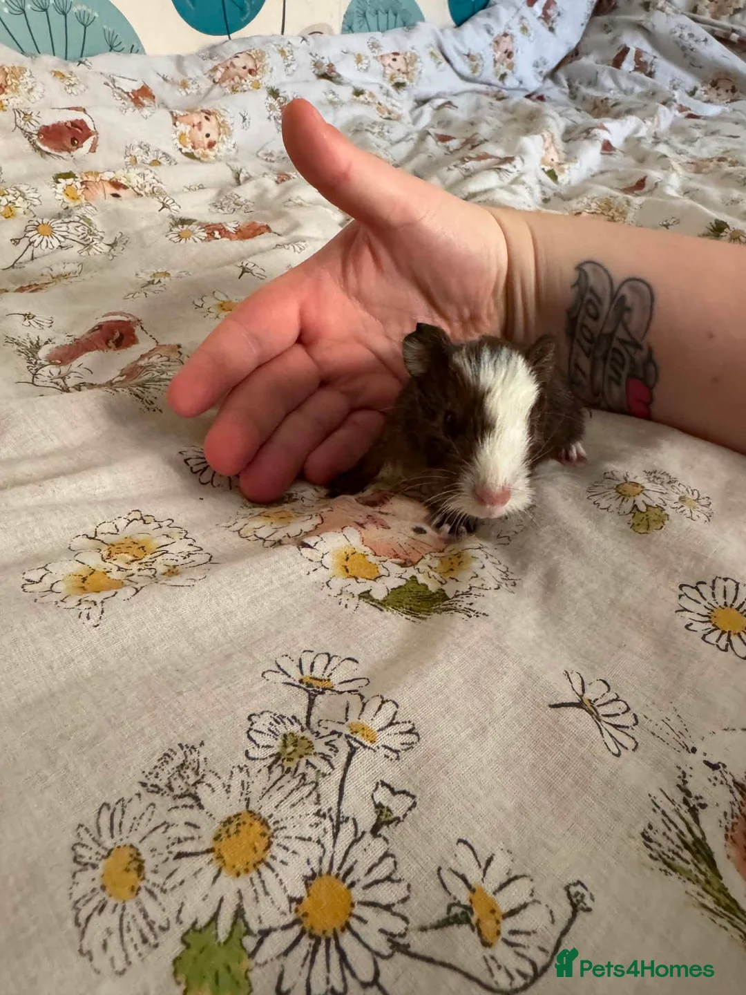 Guinea Pig rodents for sale: 2 week old male smooth haired guinea pig brothers  in Somerton - Advert 1
