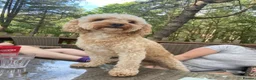 Mixed Breed dogs for sale: Shihpoo - Advert 12